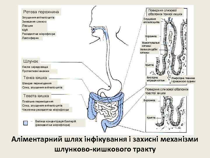 Ротова порожнина Злущення епітеліоцитів Змивання слиною Лізоцим s. Ig. A Резидентна мікрофлора Лактоферин Поверхня