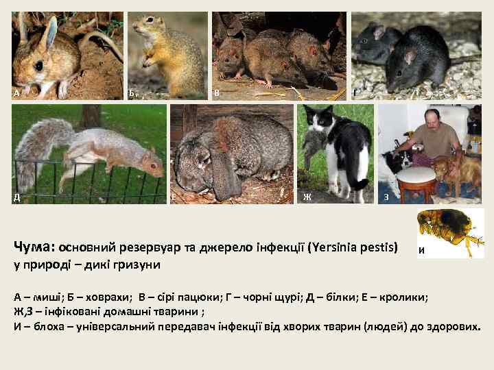 А Б Д В Е Г Ж З Чума: основний резервуар та джерело інфекції