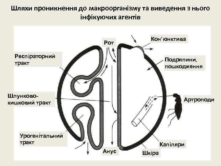 Шляхи проникнення до макроорганізму та виведення з нього інфікуючих агентів Рот Кон’юнктива Респіраторний тракт