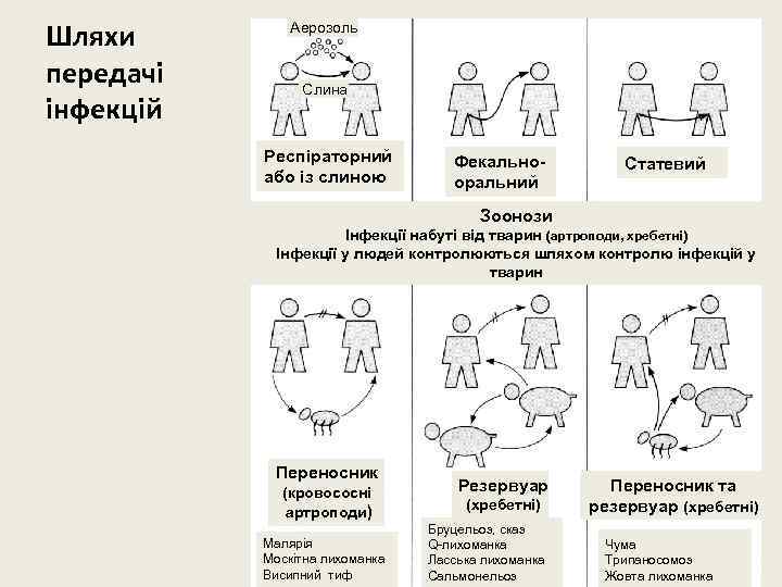 Шляхи передачі інфекцій Аерозоль Слина Респіраторний або із слиною Фекальнооральний Статевий Зоонози Інфекції набуті