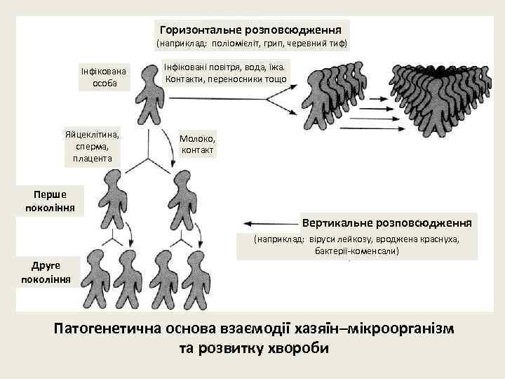 Горизонтальне розповсюдження (наприклад: поліомієліт, грип, черевний тиф) Інфікована особа Яйцеклітина, сперма, плацента Інфіковані повітря,
