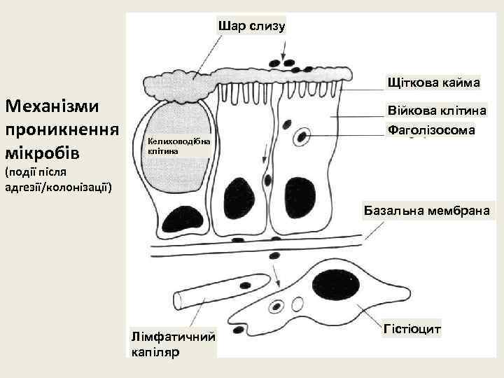 Шар слизу Щіткова кайма Механізми проникнення мікробів Війкова клітина Келихоподібна клітина Фаголізосома (події після