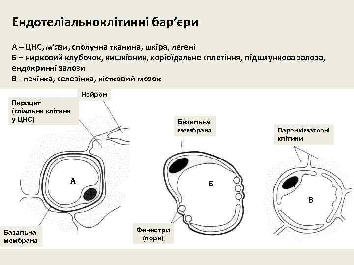 Ендотеліальноклітинні бар’єри А – ЦНС, м’язи, cполучна тканина, шкіра, легені Б – нирковий клубочок,
