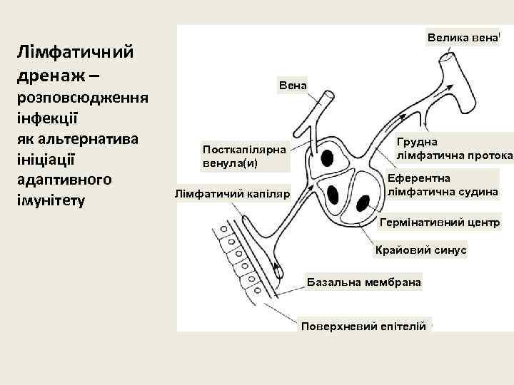 Лімфатичний дренаж – розповсюдження інфекції як альтернатива ініціації адаптивного імунітету Велика вена Вена Посткапілярна