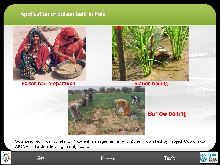 Application of poison bait in field Poison bait preparation Station baiting Burrow baiting Sources: