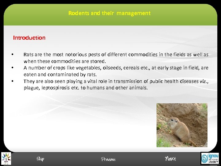 Rodents and their management Introduction • • • Rats are the most notorious pests