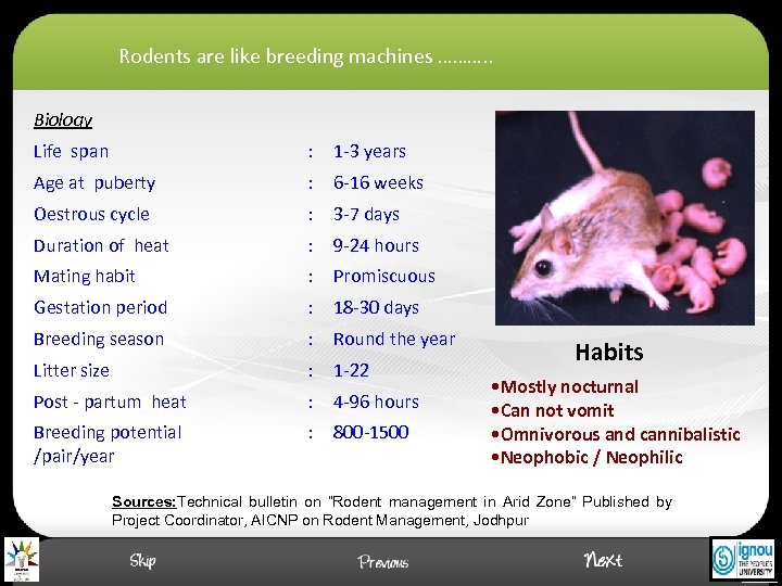 Rodents are like breeding machines ………. . Biology Life span : 1 -3 years