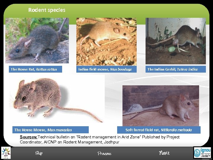 Rodent species The House Rat, Rattus rattus The House Mouse, Mus musculus Indian field