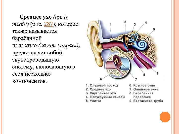 Строение уха у человека в картинках