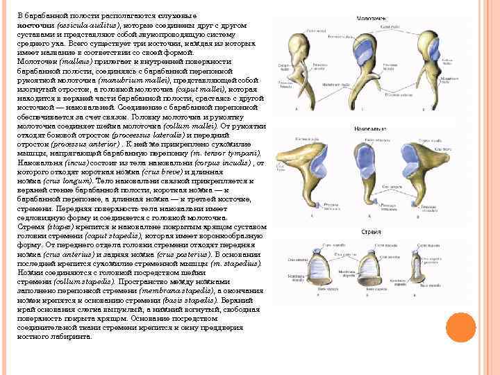 В барабанной полости располагаются слуховые косточки (ossicula auditus), которые соединены друг с другом суставами