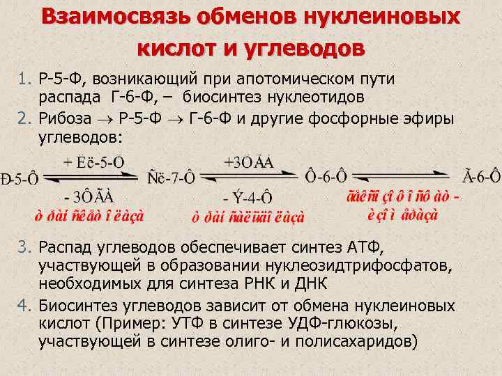 Взаимосвязь обменов. Взаимосвязь обмена нуклеиновых кислот и углеводов. Взаимосвязь обмена белков и нуклеиновых кислот. Взаимосвязь обмена белков и нуклеиновых кислот биохимия. Углеводный и нуклеотидный обмен взаимосвязь.