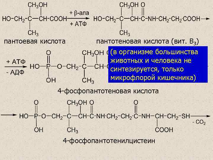 пантоевая кислота пантотеновая кислота (вит. В 3) (в организме большинства животных и человека не