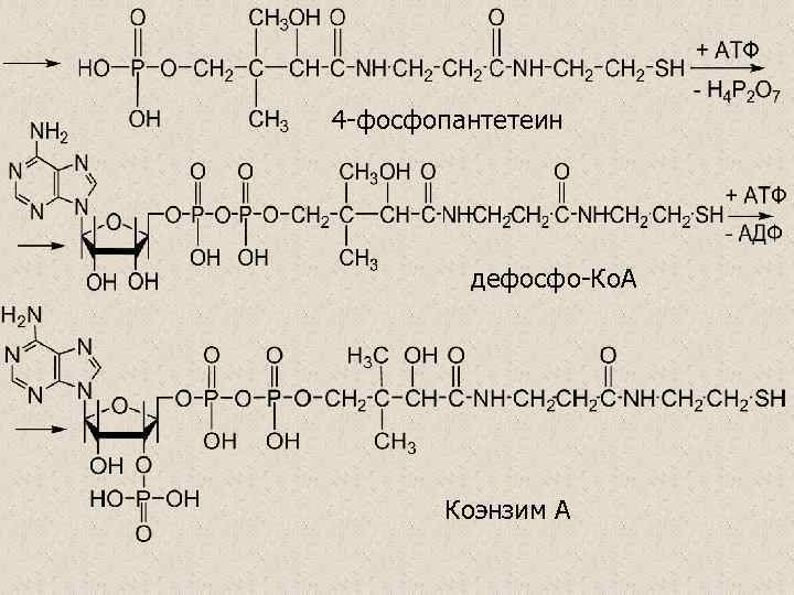 4 -фосфопантетеин дефосфо-Ко. А Коэнзим А 