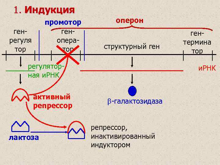 1. Индукция промотор геноператор генрегуля тор оперон структурный ген регуляторная и. РНК активный репрессор