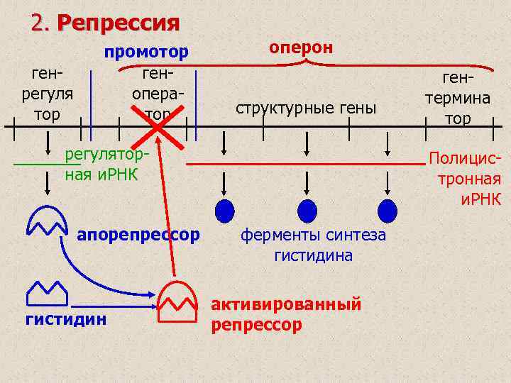 2. Репрессия генрегуля тор промотор геноператор оперон структурные гены регуляторная и. РНК апорепрессор гистидин