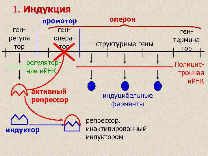 1. Индукция промотор геноператор генрегуля тор оперон структурные гены регуляторная и. РНК активный репрессор