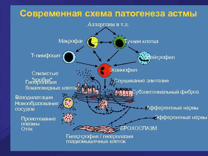 Современная схема патогенеза астмы Аллергены и т. д. Макрофаг Тучная клетка Т-лимфоцит Слизистые "пробки"