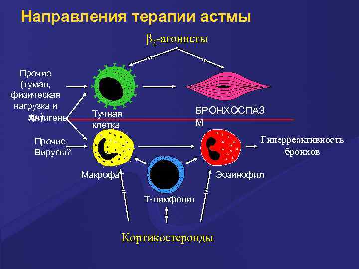 Направления терапии астмы b 2 -агонисты Прочие (туман, физическая нагрузка и др. ) Антигены