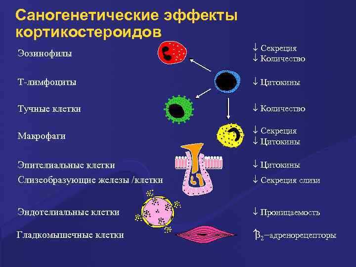 Саногенетические эффекты кортикостероидов Эозинофилы ¯ Секреция ¯ Количество Т-лимфоциты ¯ Цитокины Тучные клетки ¯