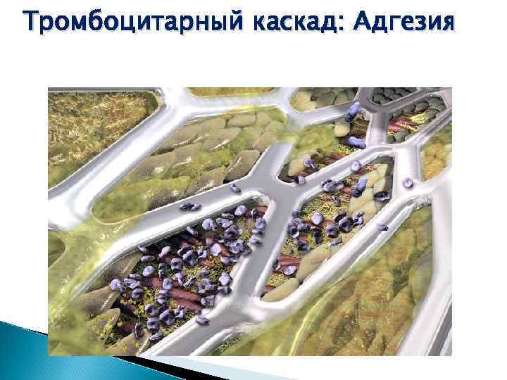 Тромбоцитарный каскад: Адгезия Накопление тромбоцитов и адгезия на месте повреждения, формирование монослоя 