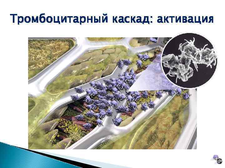 Тромбоцитарный каскад: активация Активация 