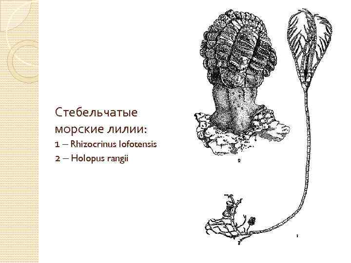 Стебельчатые морские лилии: 1 – Rhizocrinus lofotensis 2 – Holopus rangii 