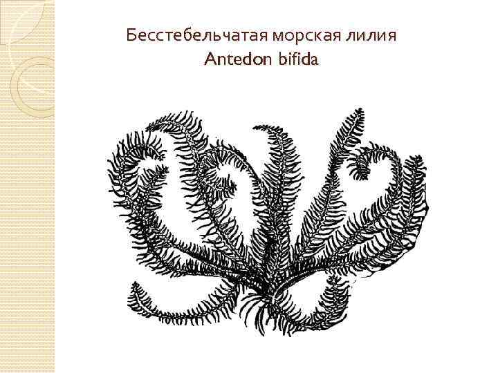 Бесстебельчатая морская лилия Antedon bifida 