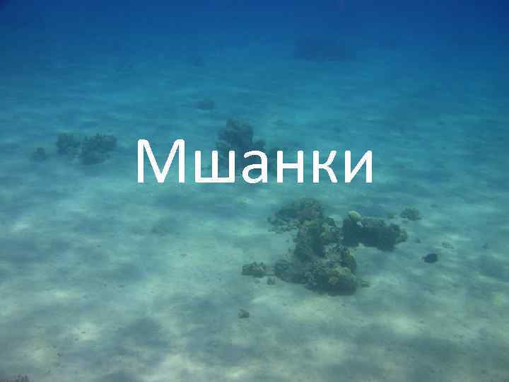 Мшанки 