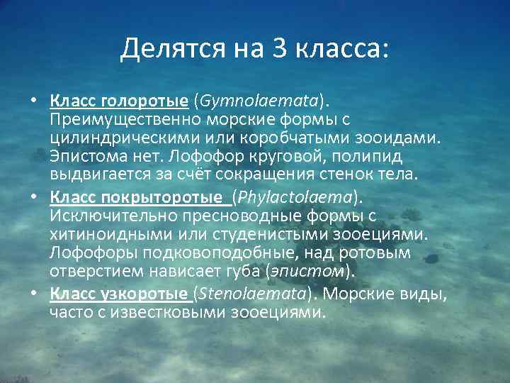 Делятся на 3 класса: • Класс голоротые (Gymnolaemata). Преимущественно морские формы с цилиндрическими или