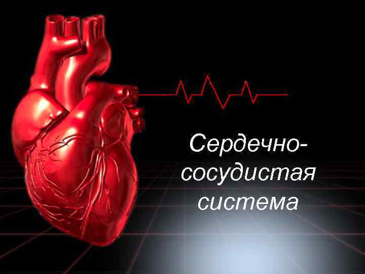Сердечнососудистая система 