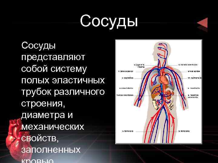 Сосуды представляют собой