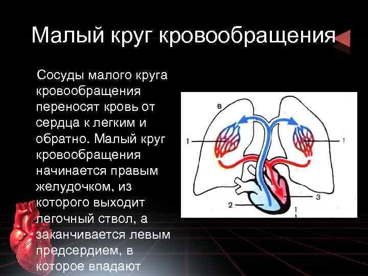 Вены малого круга кровообращения. Сосуды малого круга кровообращения. Малый круг кровообращения сосуды. Артерии малого круга. Артерии малого круга кровообращения.