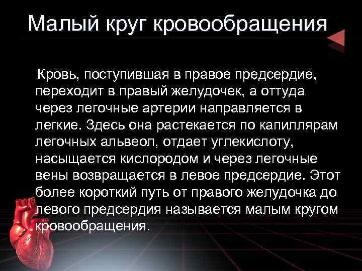 Малый круг кровообращения Кровь, поступившая в правое предсердие, переходит в правый желудочек, а оттуда