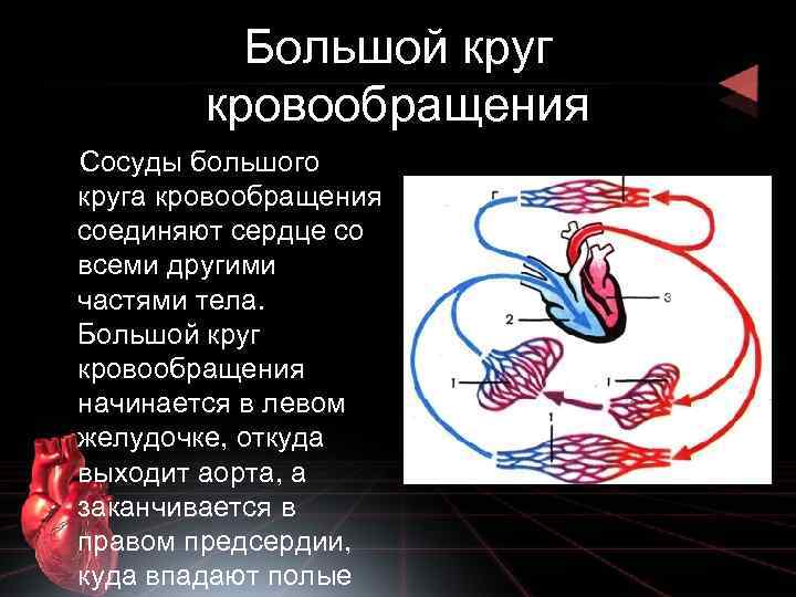 Круг кровообращения начинается. Сосуды большого круга кровообращения. Артерии большого круга кровообращения. Аорта большой круг кровообращения. Большой круг кровообращения начинается аортой.