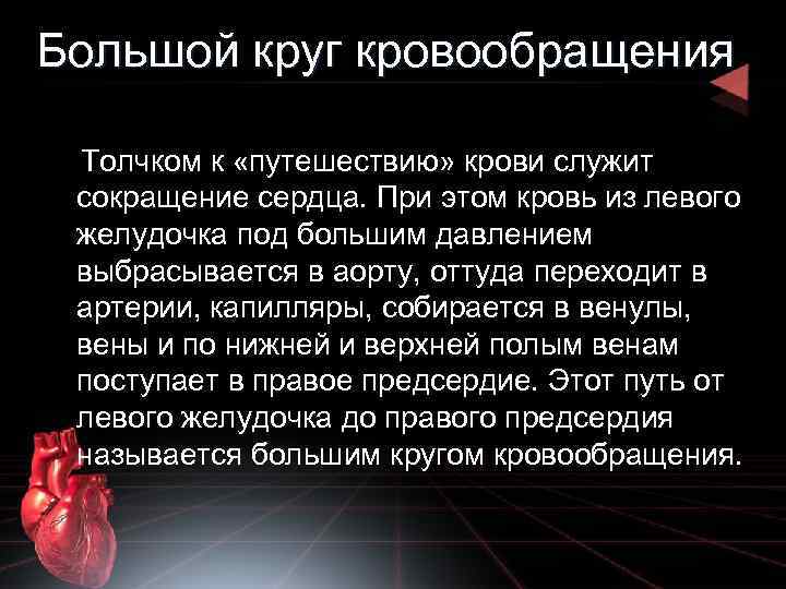 Большой круг кровообращения Толчком к «путешествию» крови служит сокращение сердца. При этом кровь из