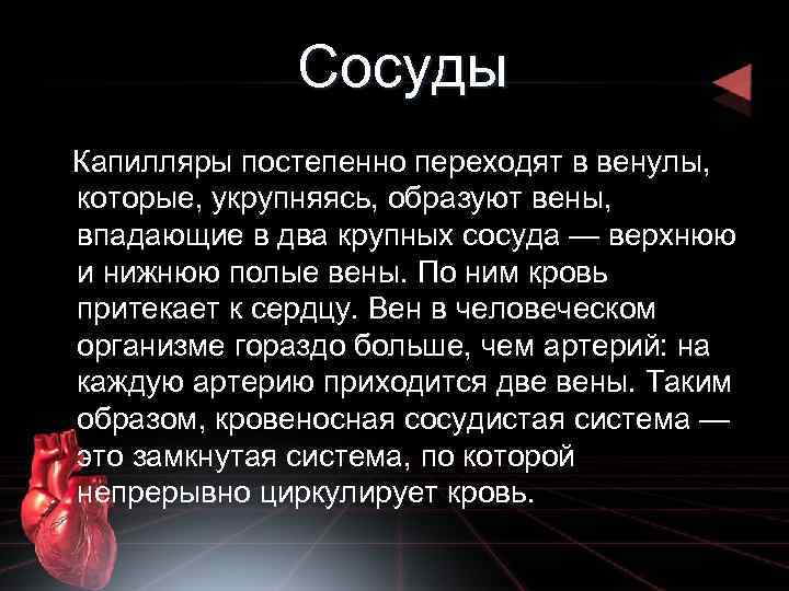 Сосуды Капилляры постепенно переходят в венулы, которые, укрупняясь, образуют вены, впадающие в два крупных