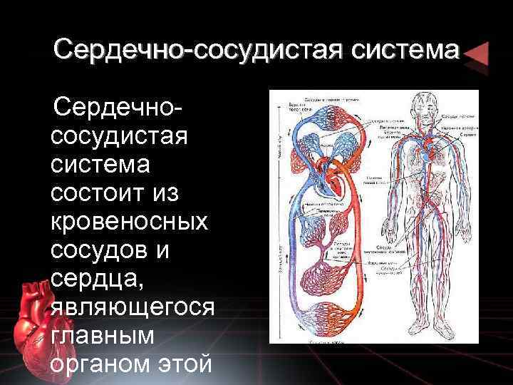 Кровеносная система человека состоит из. Сердечно сосудистая система. Сосуды сердечно сосудистой системы. Сердечно сосудистая система сердце. Кровеносная система.