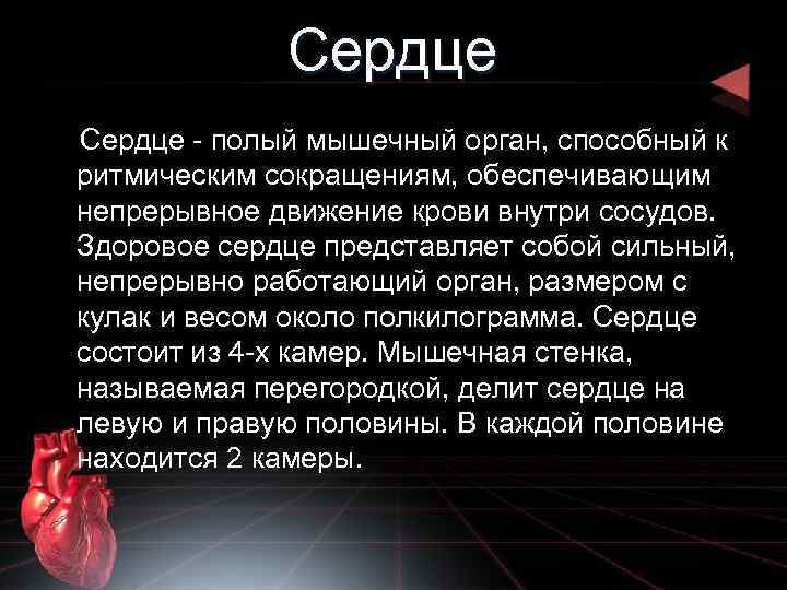 Сердце - полый мышечный орган, способный к ритмическим сокращениям, обеспечивающим непрерывное движение крови внутри