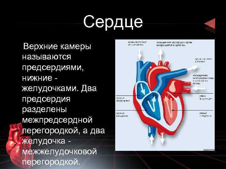 Какие камеры сердца