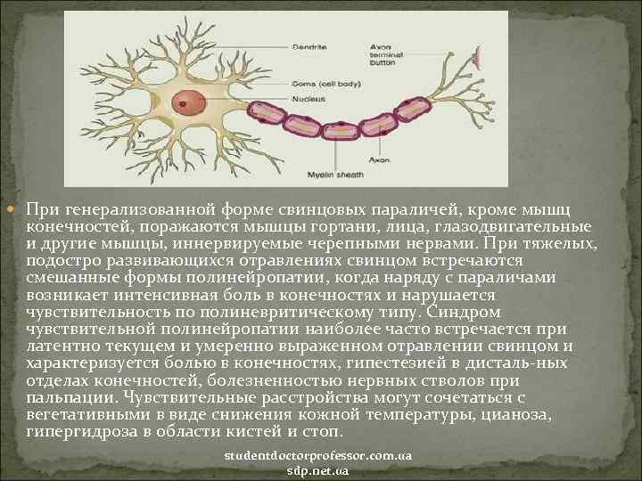  При генерализованной форме свинцовых параличей, кроме мышц конечностей, поражаются мышцы гортани, лица, глазодвигательные