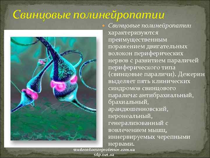 Свинцовые полинейропатии характеризуются преимущественным поражением двигательных волокон периферических нервов с развитием параличей периферического типа