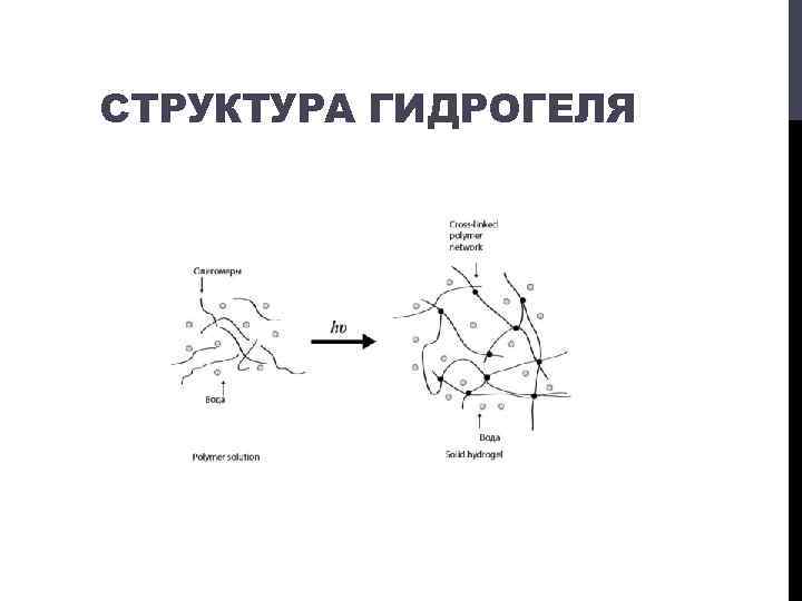 СТРУКТУРА ГИДРОГЕЛЯ 