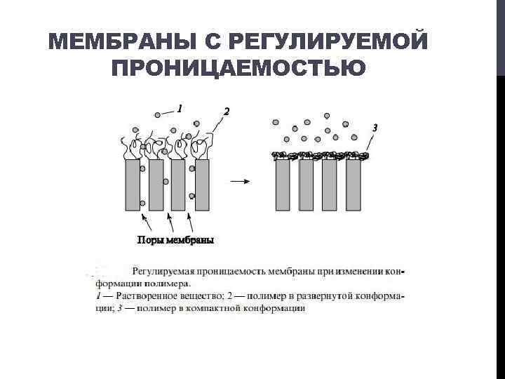 МЕМБРАНЫ С РЕГУЛИРУЕМОЙ ПРОНИЦАЕМОСТЬЮ 