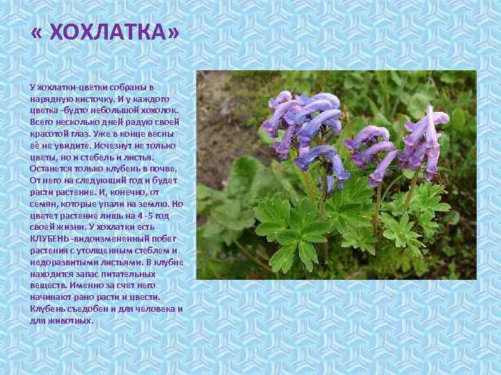 Цветок хохлатка фото и описание когда цветет