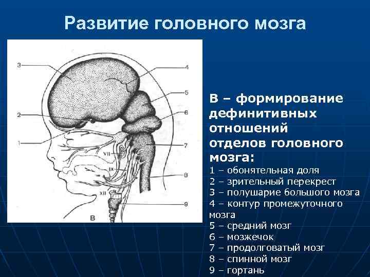 Развитие головного мозга В – формирование дефинитивных отношений отделов головного мозга: 1 – обонятельная