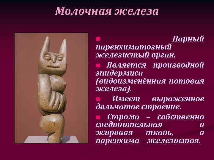 Молочная железа n Парный паренхиматозный железистый орган. n Является производной эпидермиса (видоизменённая потовая железа).