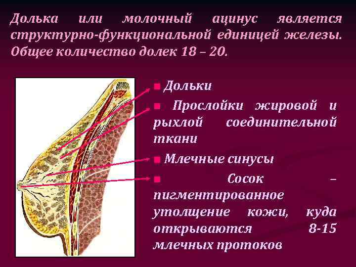 Железистая ткань молочной. Структурная единица молочной железы. Основные структурные единицы молочной железы. Строение дольки молочной железы.