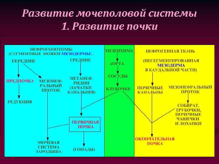 Развитие мочеполовой системы 1. Развитие почки 