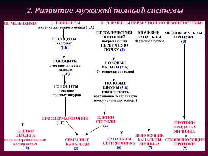 2. Развитие мужской половой системы 