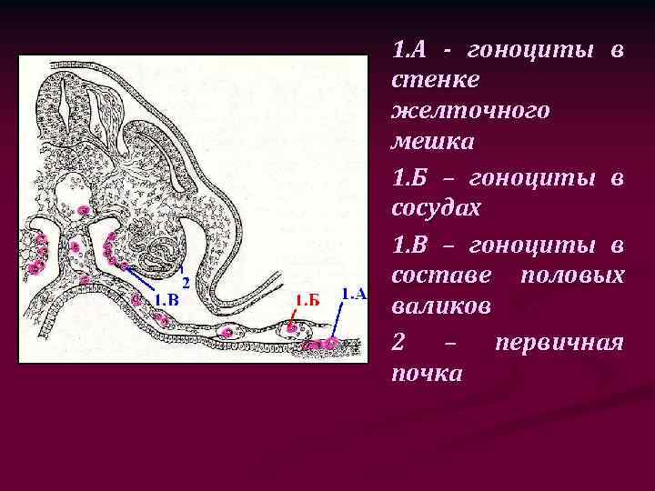 1. А - гоноциты в стенке желточного мешка 1. Б – гоноциты в сосудах